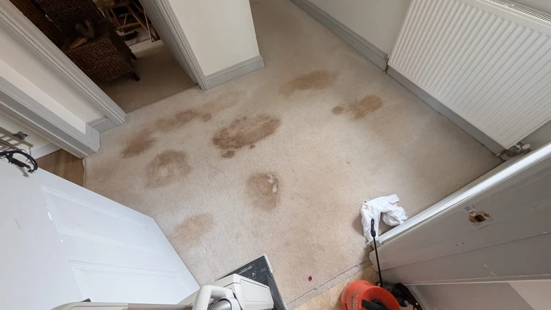 Carpet with visible stains before cleaning