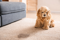 Carpet stain and odour removal